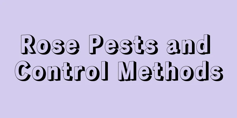 Rose Pests and Control Methods