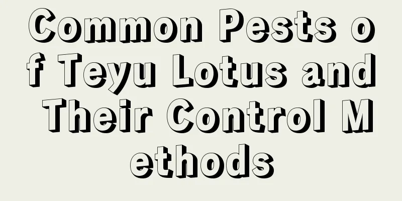 Common Pests of Teyu Lotus and Their Control Methods