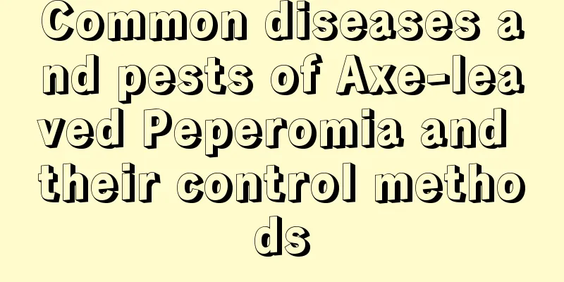 Common diseases and pests of Axe-leaved Peperomia and their control methods