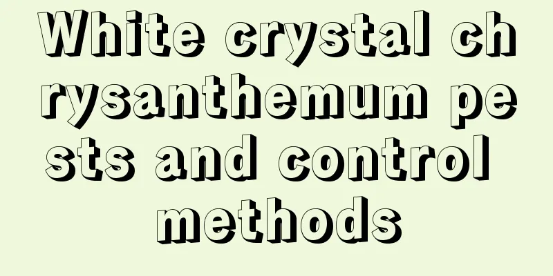 White crystal chrysanthemum pests and control methods