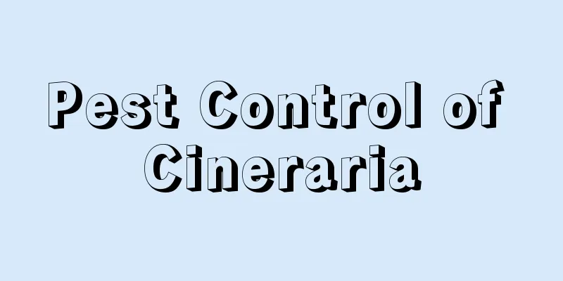 Pest Control of Cineraria