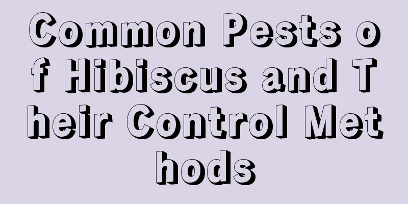 Common Pests of Hibiscus and Their Control Methods