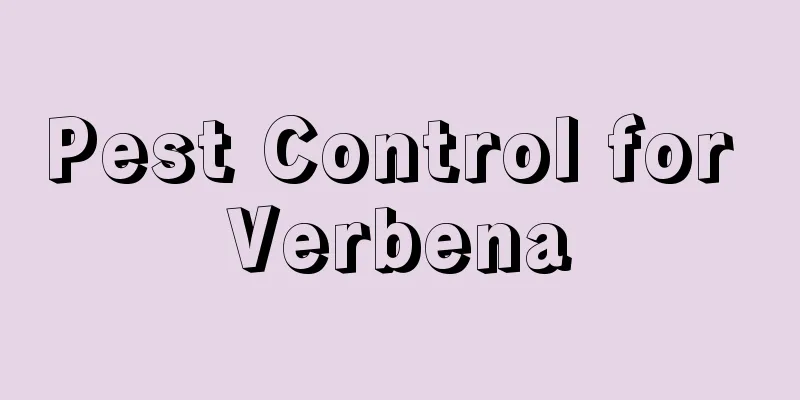 Pest Control for Verbena