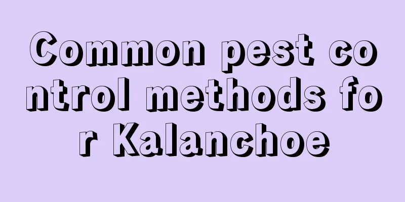 Common pest control methods for Kalanchoe