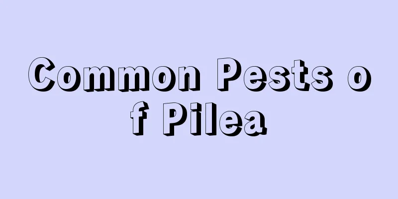 Common Pests of Pilea