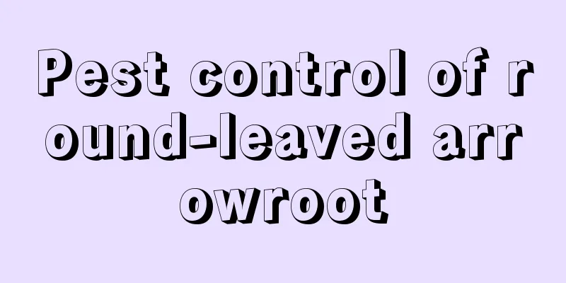 Pest control of round-leaved arrowroot