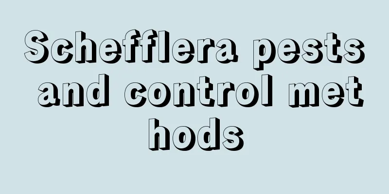 Schefflera pests and control methods