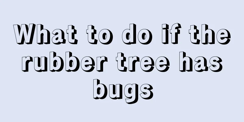 What to do if the rubber tree has bugs