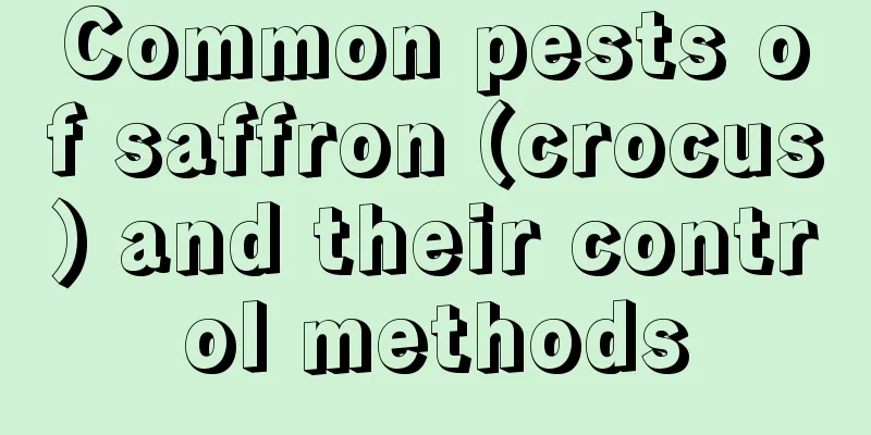 Common pests of saffron (crocus) and their control methods