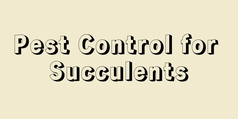 Pest Control for Succulents