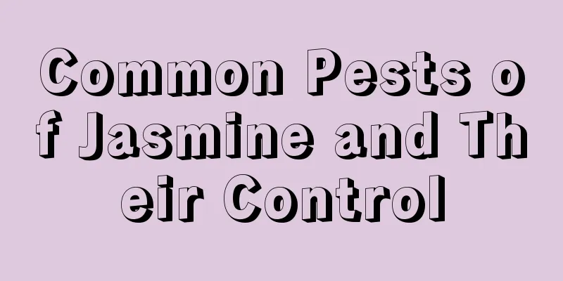 Common Pests of Jasmine and Their Control