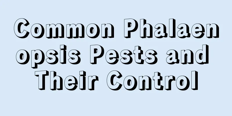 Common Phalaenopsis Pests and Their Control