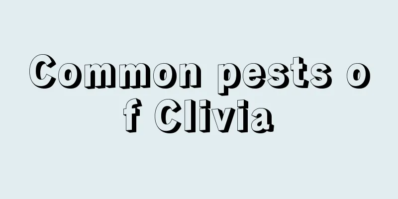 Common pests of Clivia