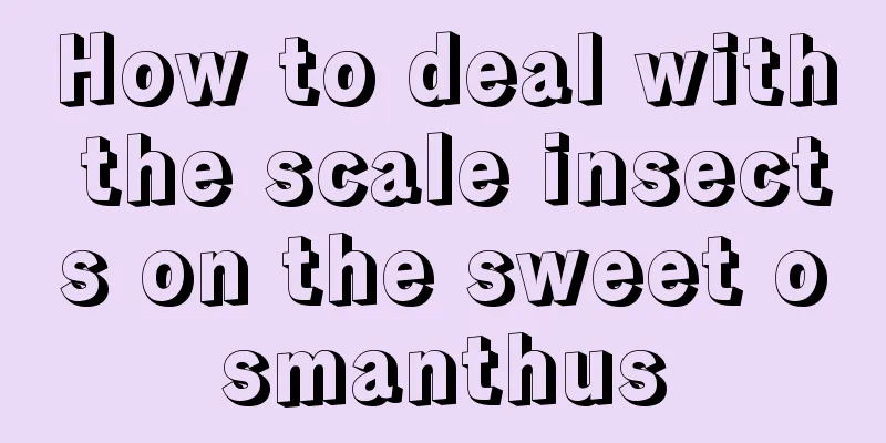 How to deal with the scale insects on the sweet osmanthus