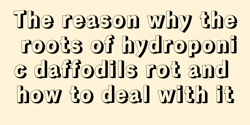 The reason why the roots of hydroponic daffodils rot and how to deal with it