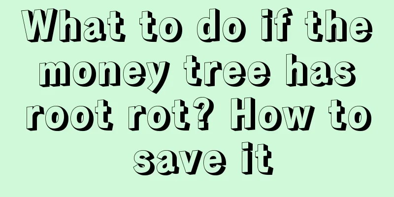 What to do if the money tree has root rot? How to save it