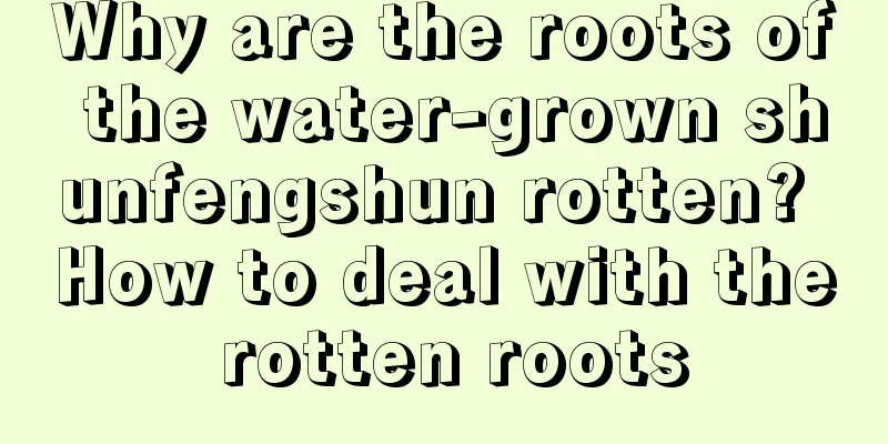 Why are the roots of the water-grown shunfengshun rotten? How to deal with the rotten roots