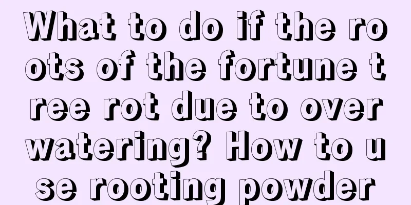 What to do if the roots of the fortune tree rot due to overwatering? How to use rooting powder