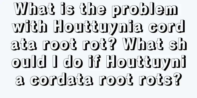 What is the problem with Houttuynia cordata root rot? What should I do if Houttuynia cordata root rots?