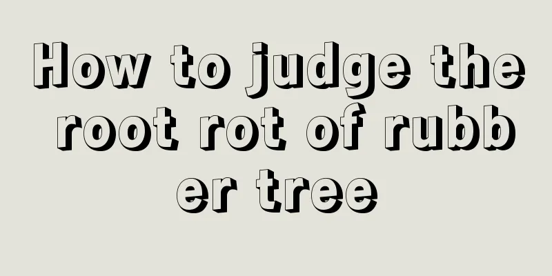 How to judge the root rot of rubber tree