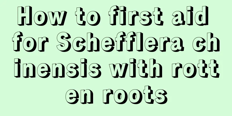 How to first aid for Schefflera chinensis with rotten roots