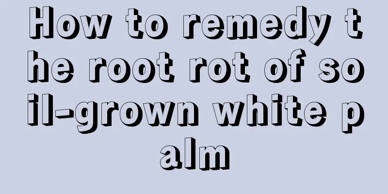 How to remedy the root rot of soil-grown white palm