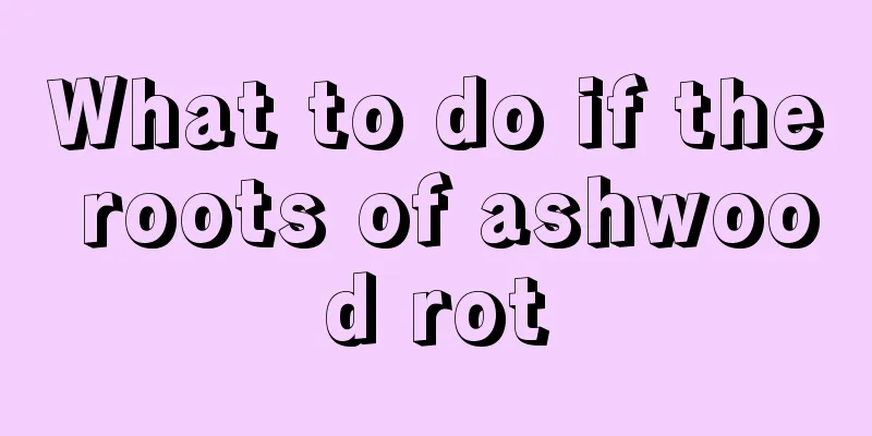 What to do if the roots of ashwood rot