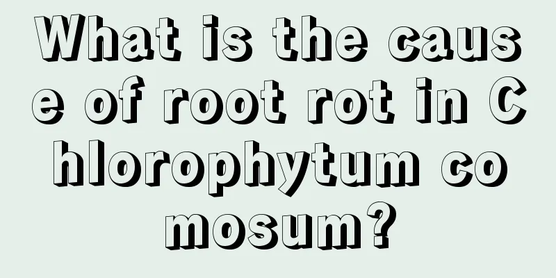 What is the cause of root rot in Chlorophytum comosum?