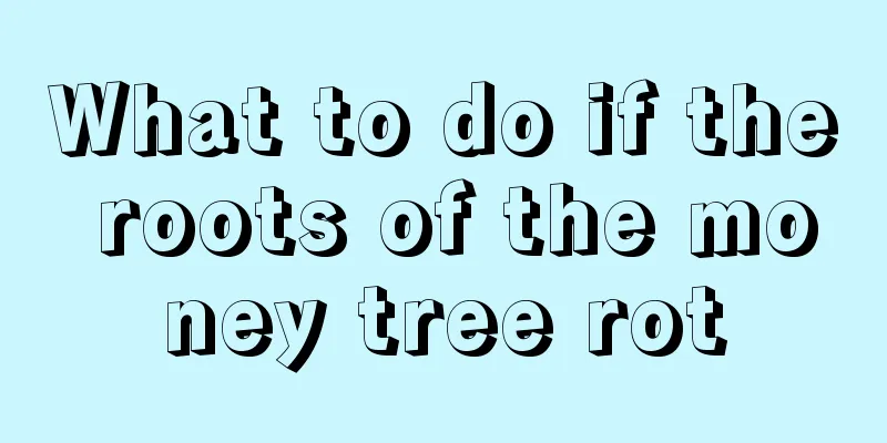 What to do if the roots of the money tree rot