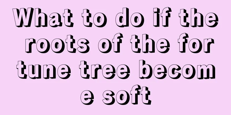 What to do if the roots of the fortune tree become soft