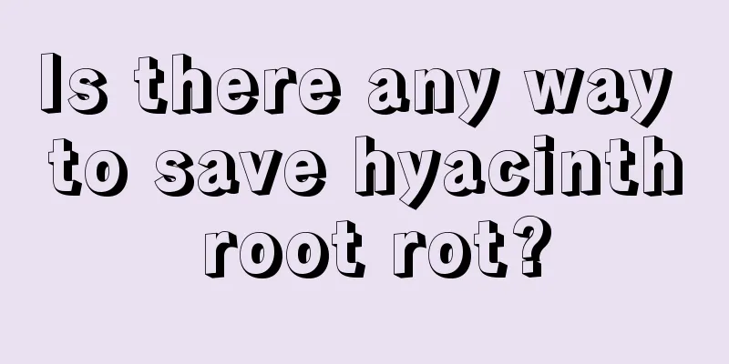 Is there any way to save hyacinth root rot?