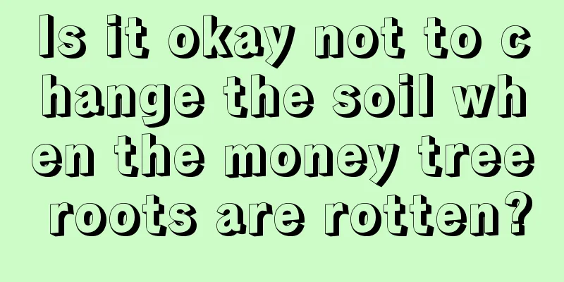 Is it okay not to change the soil when the money tree roots are rotten?