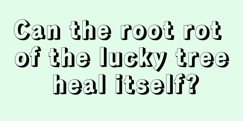 Can the root rot of the lucky tree heal itself?