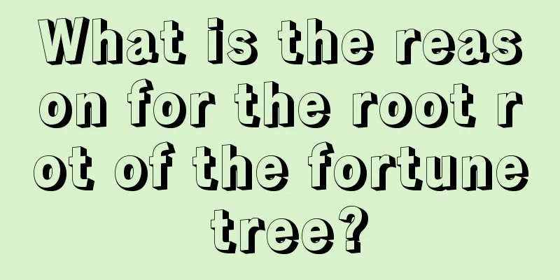 What is the reason for the root rot of the fortune tree?