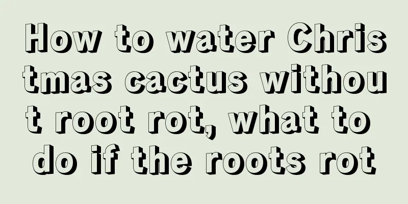 How to water Christmas cactus without root rot, what to do if the roots rot