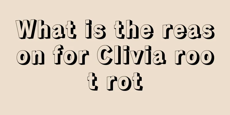 What is the reason for Clivia root rot