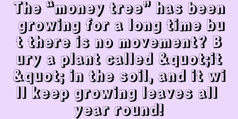 The “money tree” has been growing for a long time but there is no movement? Bury a plant called "it" in the soil, and it will keep growing leaves all year round!