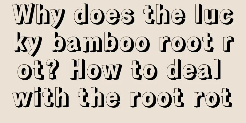 Why does the lucky bamboo root rot? How to deal with the root rot