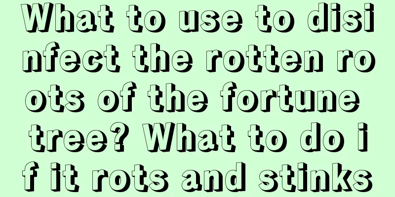 What to use to disinfect the rotten roots of the fortune tree? What to do if it rots and stinks