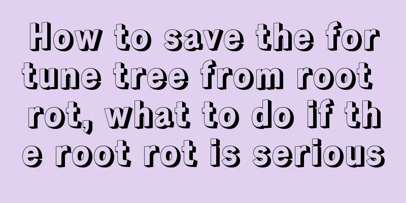 How to save the fortune tree from root rot, what to do if the root rot is serious