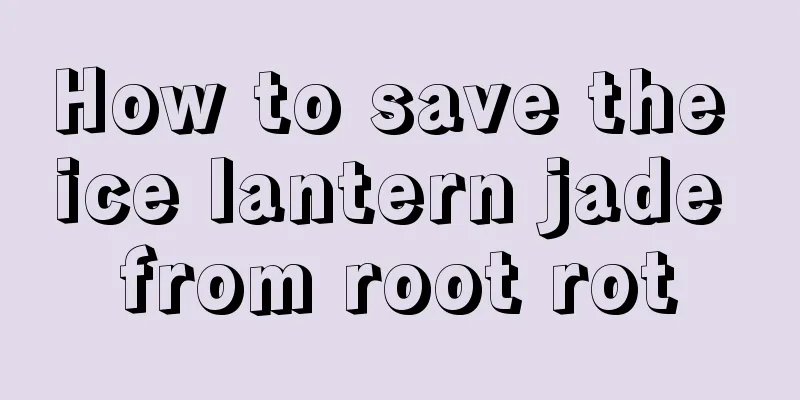 How to save the ice lantern jade from root rot