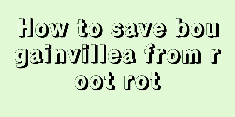 How to save bougainvillea from root rot