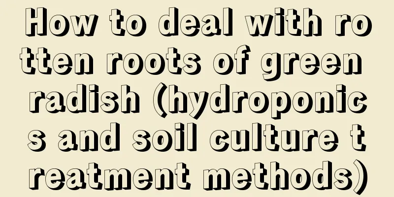 How to deal with rotten roots of green radish (hydroponics and soil culture treatment methods)