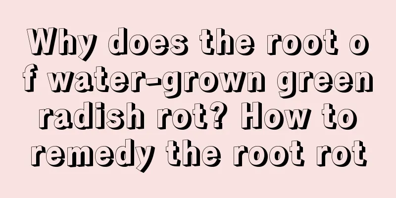 Why does the root of water-grown green radish rot? How to remedy the root rot