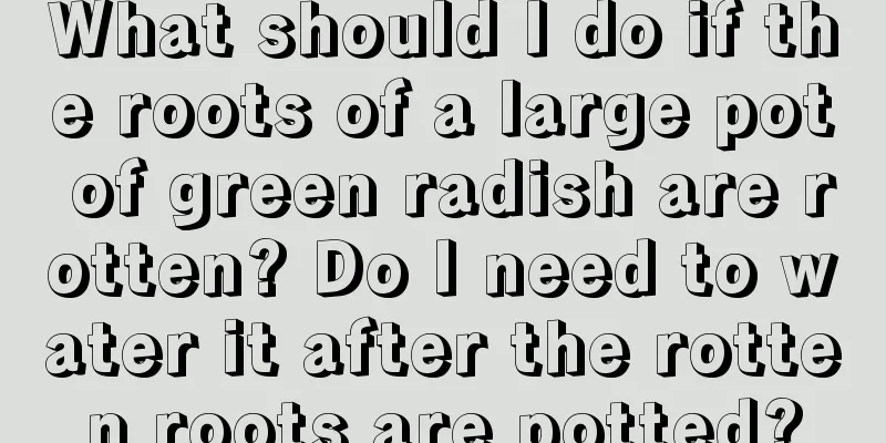 What should I do if the roots of a large pot of green radish are rotten? Do I need to water it after the rotten roots are potted?