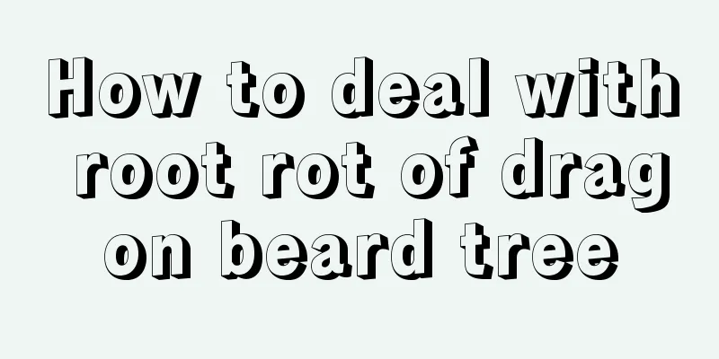 How to deal with root rot of dragon beard tree