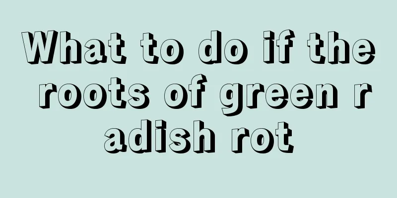 What to do if the roots of green radish rot