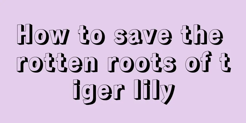 How to save the rotten roots of tiger lily