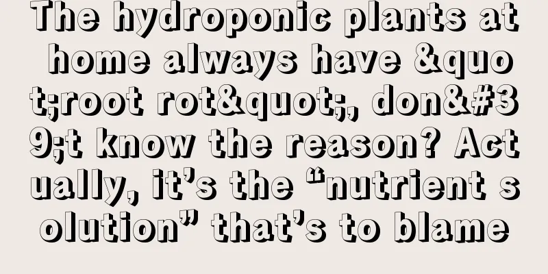 The hydroponic plants at home always have "root rot", don't know the reason? Actually, it’s the “nutrient solution” that’s to blame