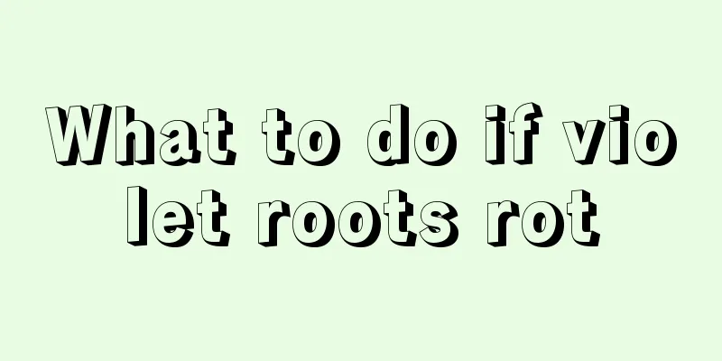 What to do if violet roots rot